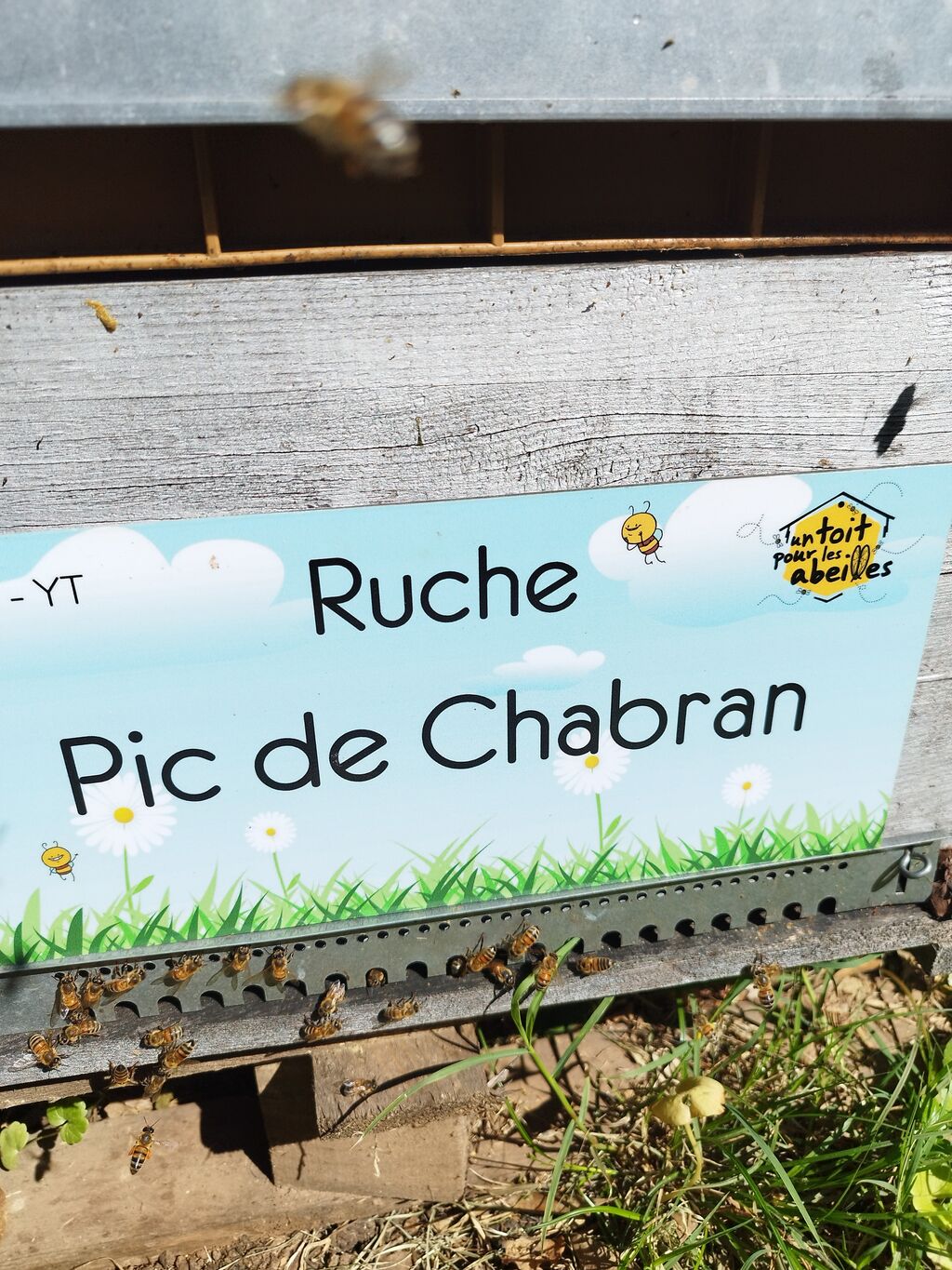 La ruche Pic de Chabran