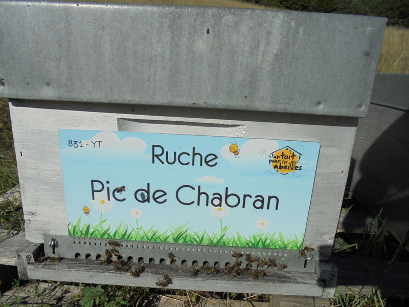La ruche Pic de Chabran