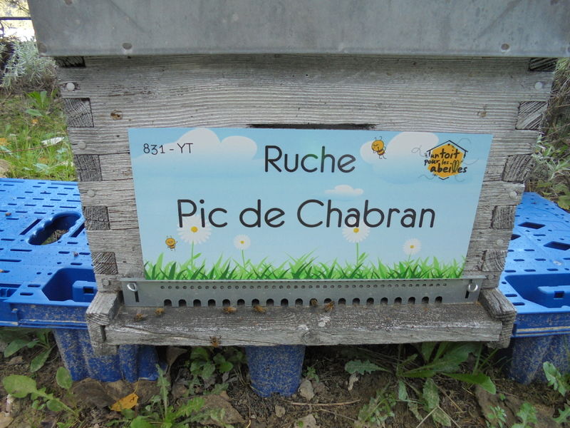 La ruche Pic de Chabran