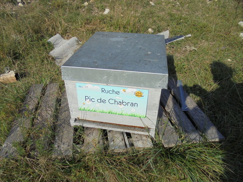 La ruche Pic de Chabran