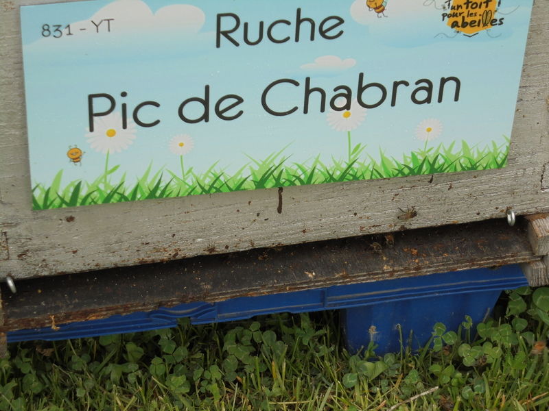 La ruche Pic de Chabran