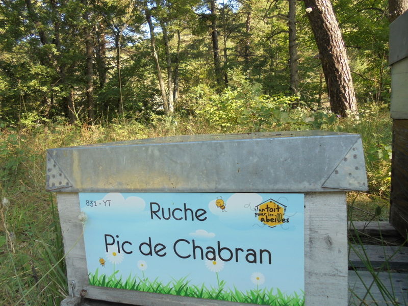 La ruche Pic de Chabran