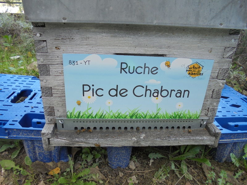La ruche Pic de Chabran