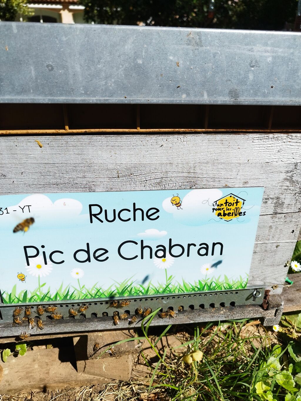 La ruche Pic de Chabran