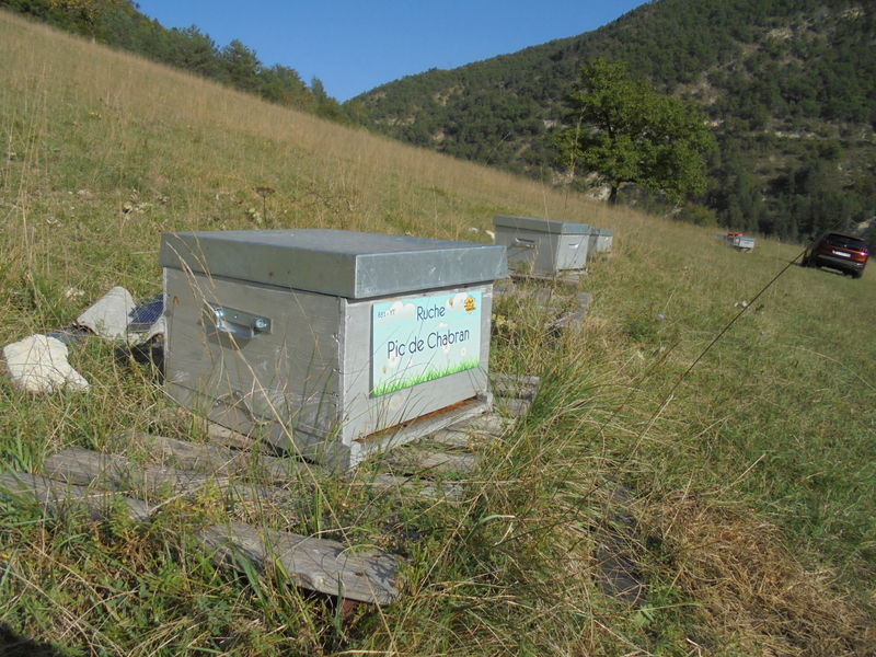 La ruche Pic de Chabran
