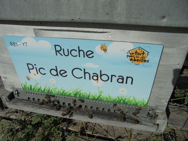 La ruche Pic de Chabran