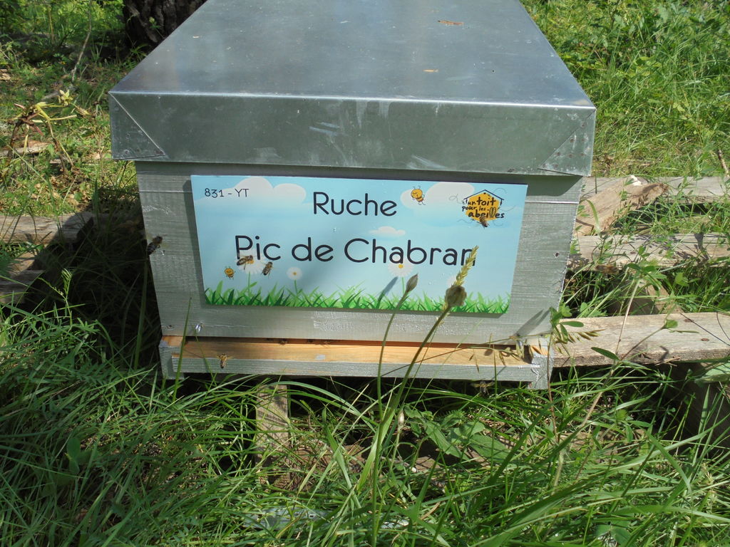 La ruche Pic de Chabran