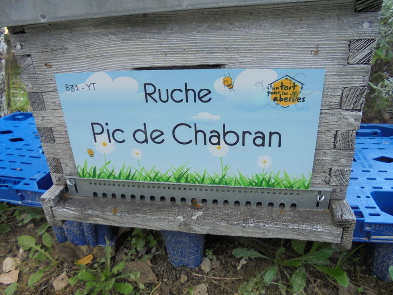 La ruche Pic de Chabran