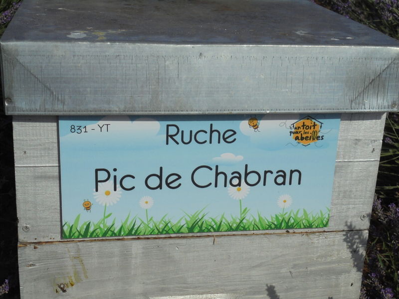 La ruche Pic de Chabran