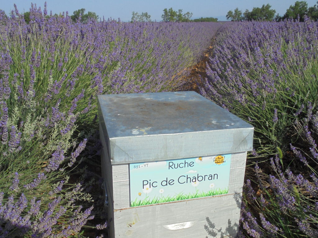 La ruche Pic de Chabran