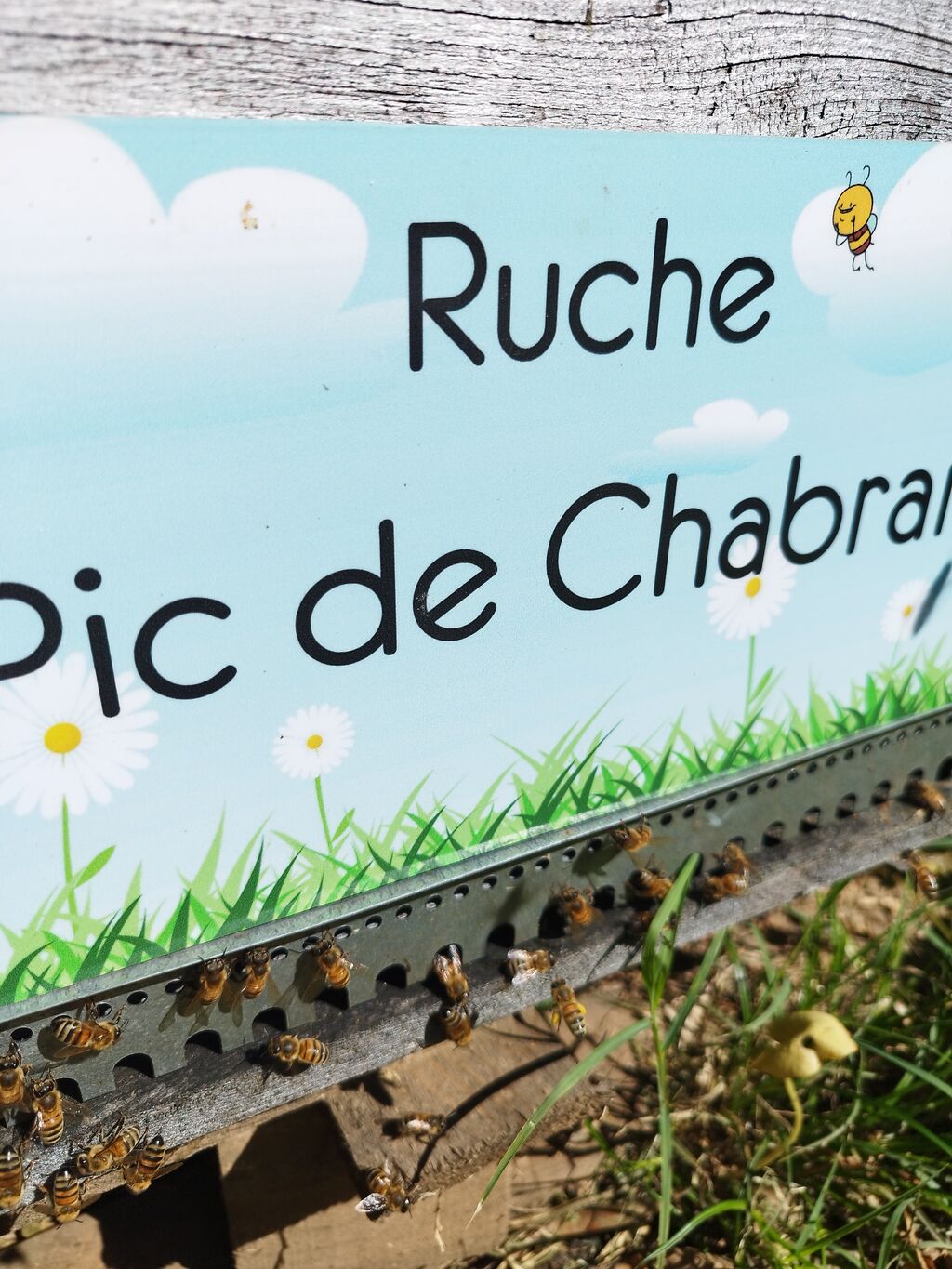 La ruche Pic de Chabran