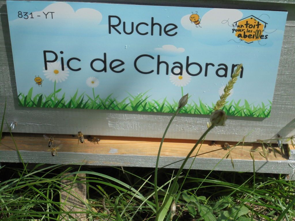 La ruche Pic de Chabran