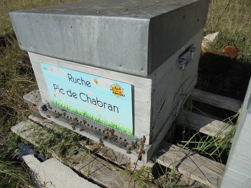 La ruche Pic de Chabran