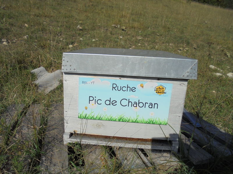 La ruche Pic de Chabran
