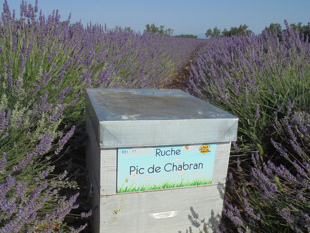 La ruche Pic de Chabran