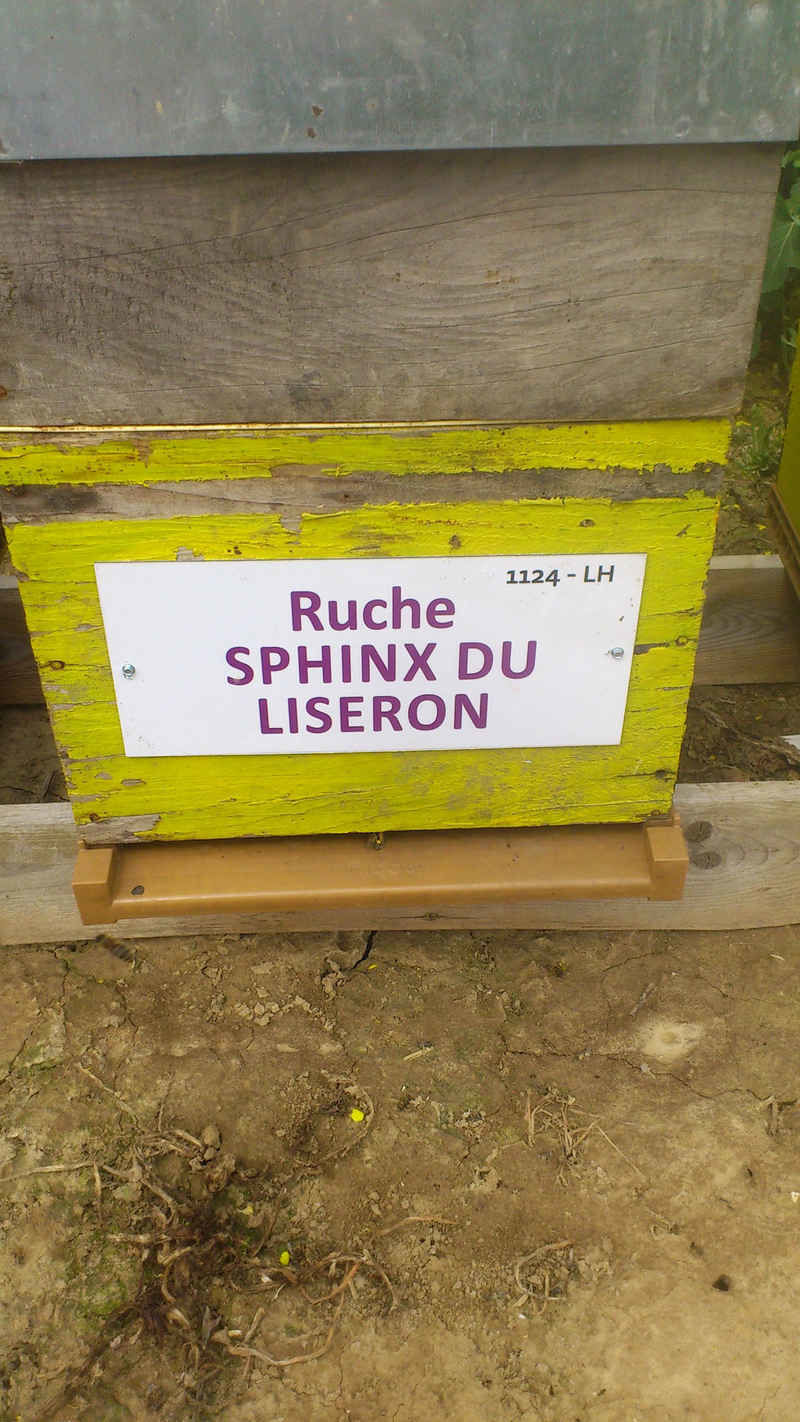 La ruche 