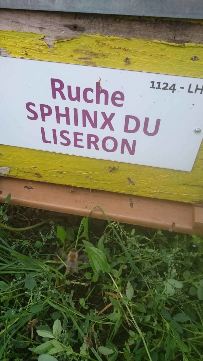 La ruche Sphinx du liseron
