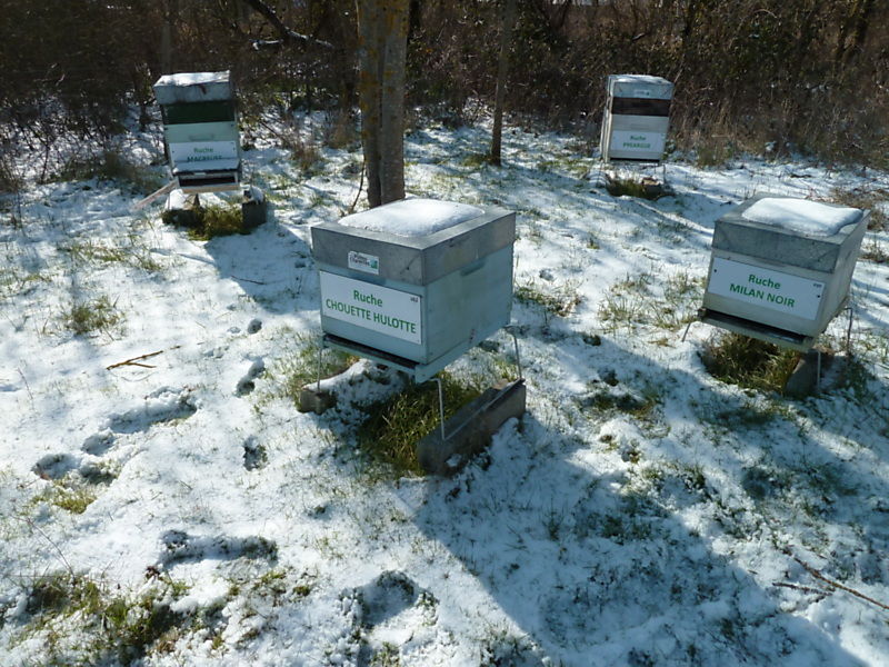 La ruche Chouette hulotte