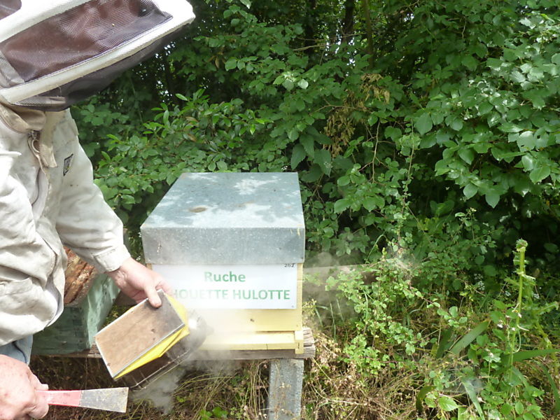 La ruche Chouette hulotte