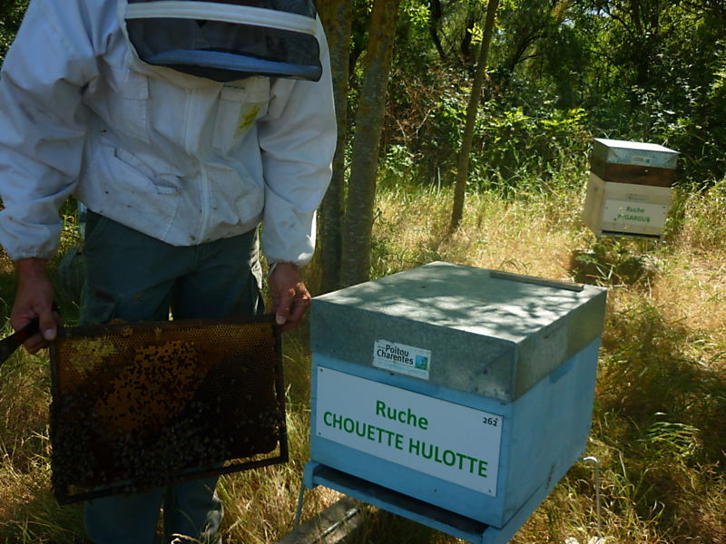 La ruche Chouette hulotte