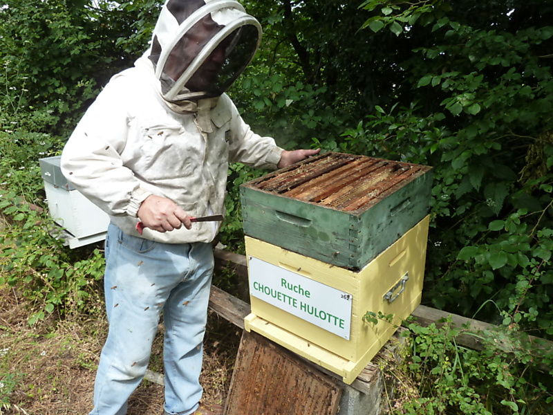 La ruche Chouette hulotte