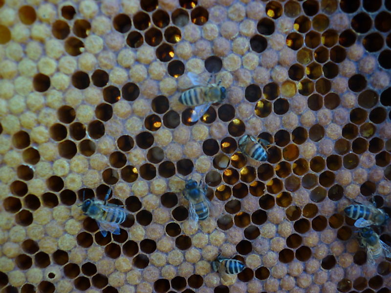 La ruche Chouette hulotte