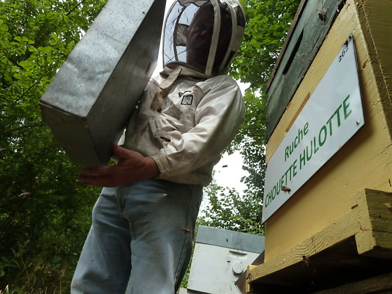 La ruche Chouette hulotte