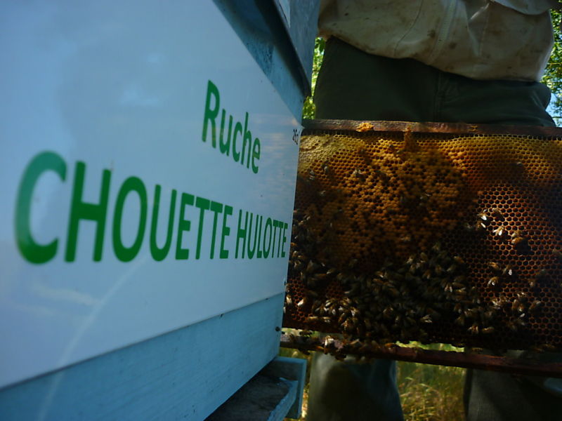 La ruche Chouette hulotte