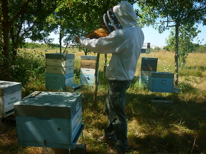 La ruche Chouette hulotte