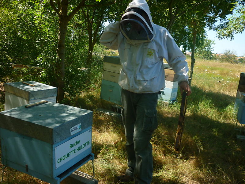 La ruche Chouette hulotte