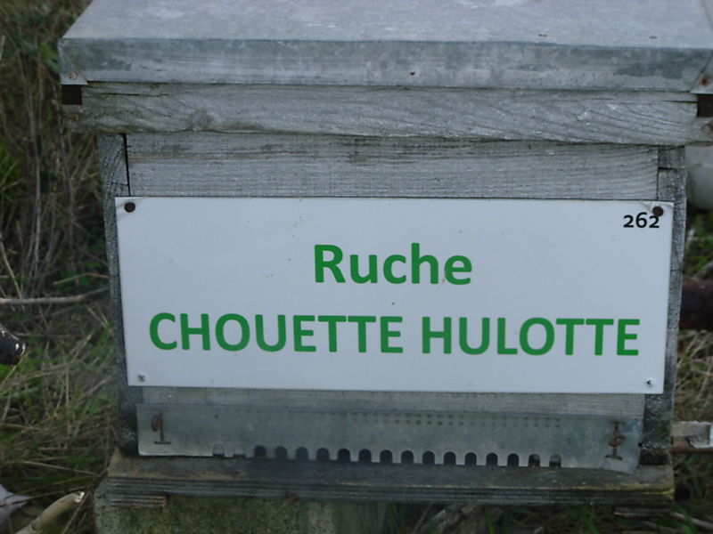 La ruche Chouette hulotte