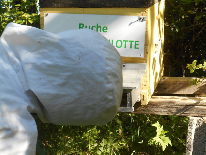 La ruche Chouette hulotte