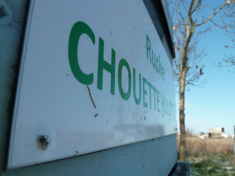 La ruche Chouette hulotte