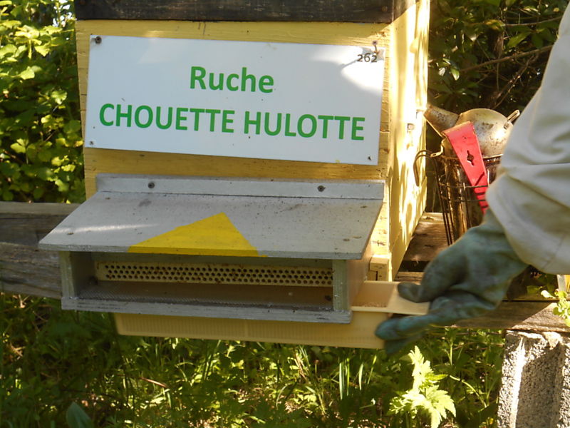 La ruche Chouette hulotte