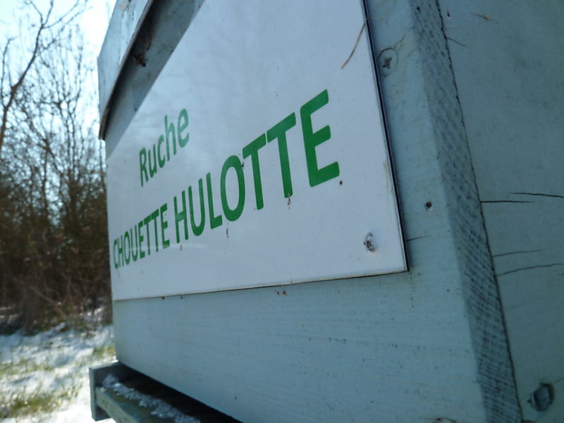 La ruche Chouette hulotte