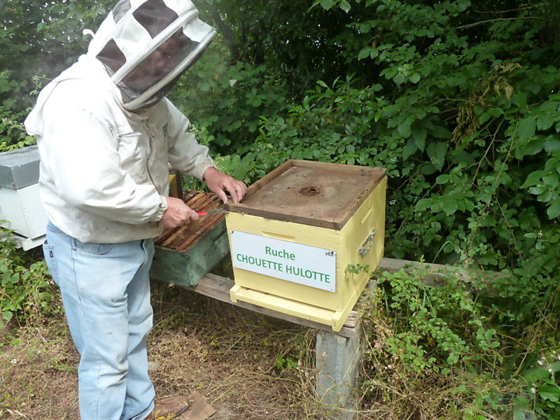 La ruche Chouette hulotte