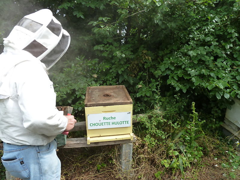La ruche Chouette hulotte