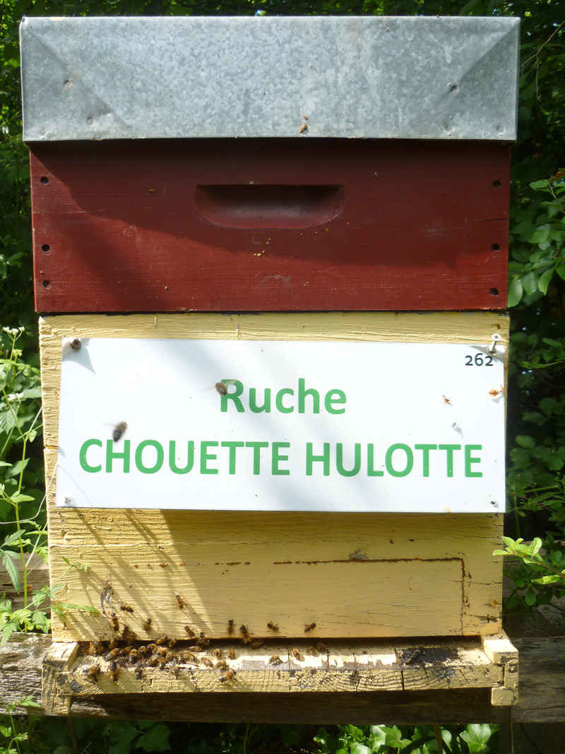 La ruche Chouette hulotte