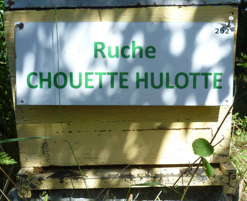 La ruche Chouette hulotte