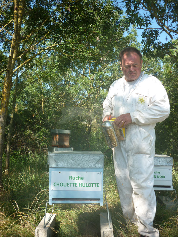 La ruche Chouette hulotte