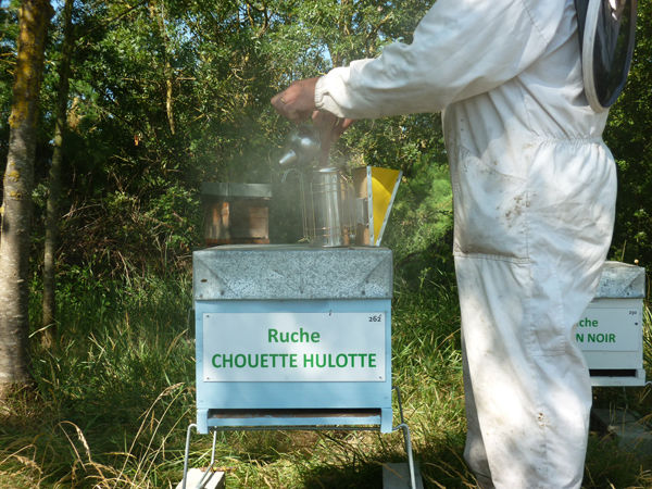 La ruche Chouette hulotte