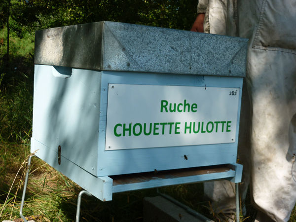 La ruche Chouette hulotte