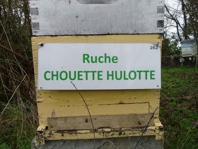 La ruche Chouette hulotte