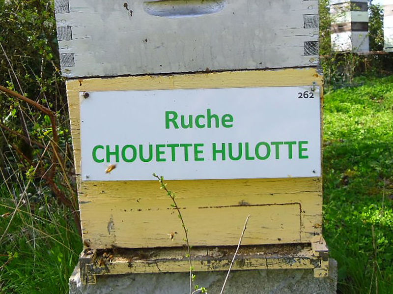 La ruche Chouette hulotte