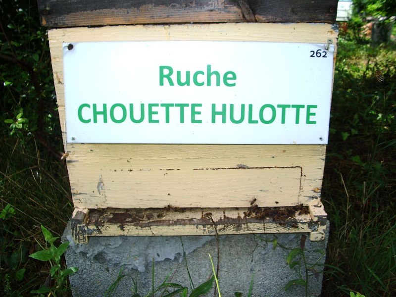 La ruche Chouette hulotte