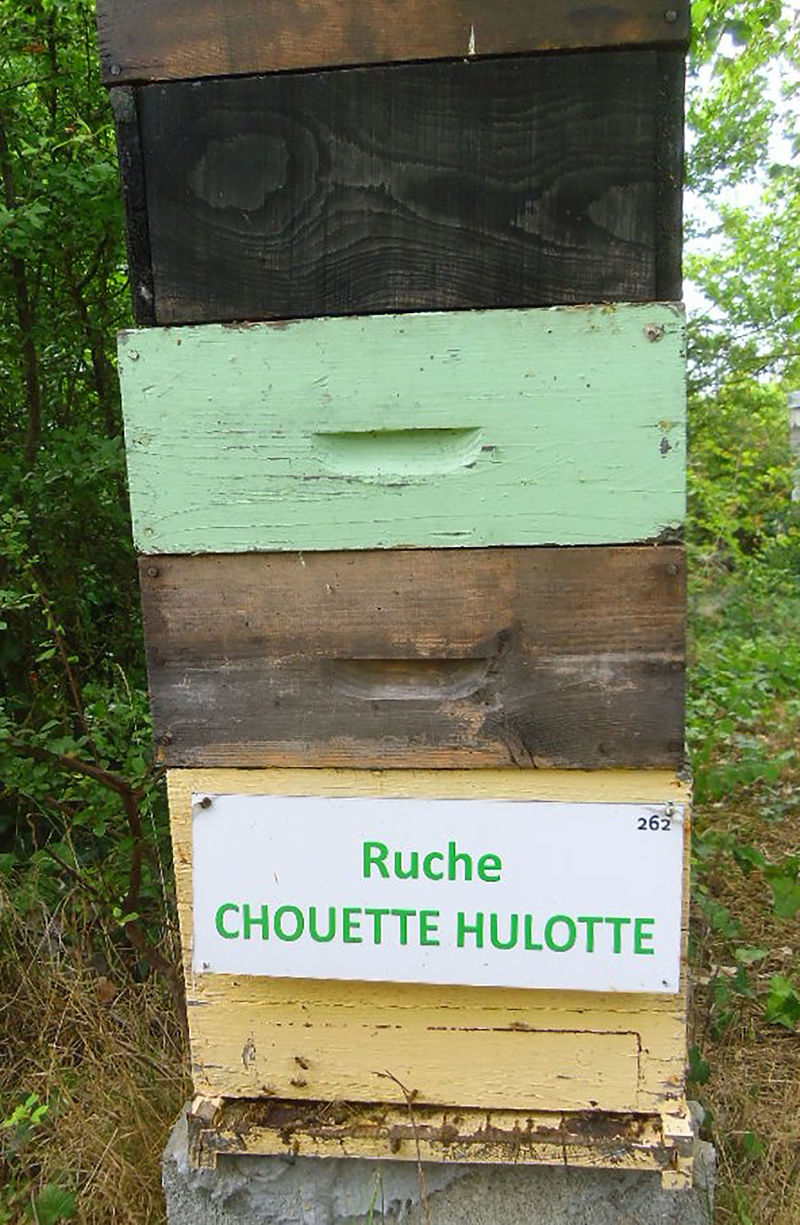 La ruche Chouette hulotte