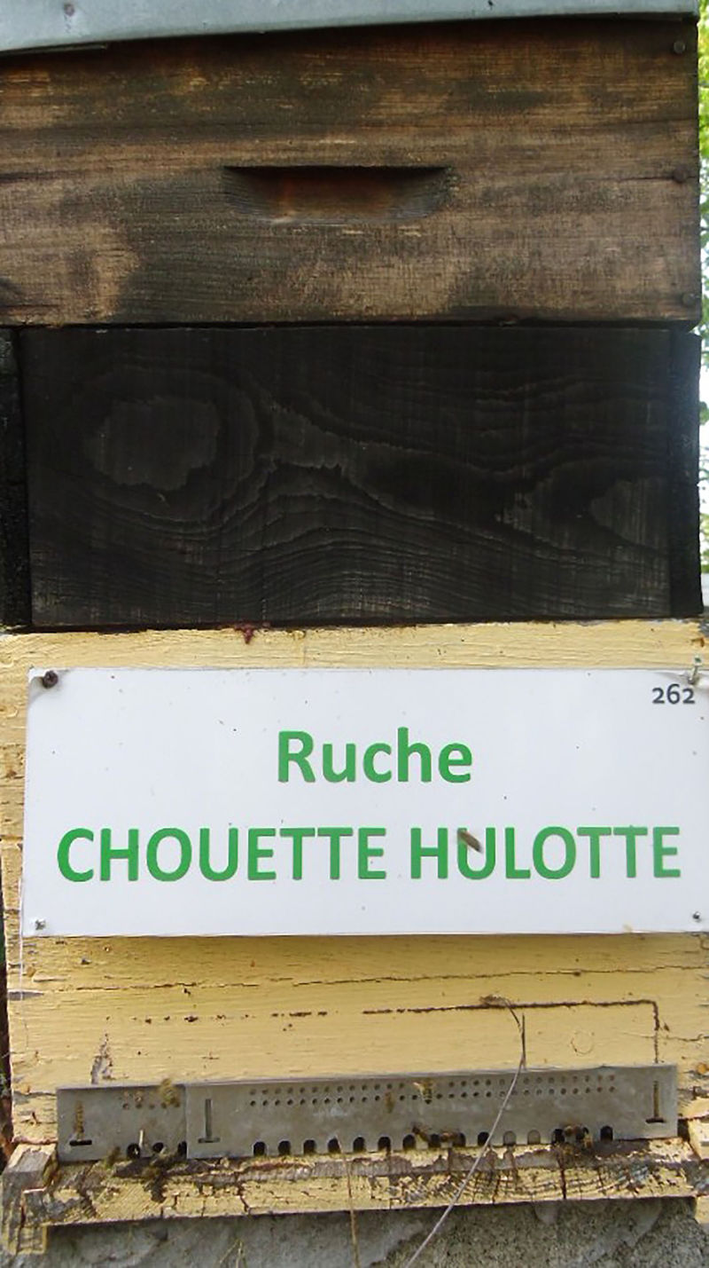 La ruche Chouette hulotte