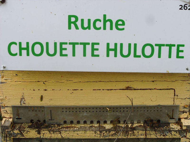 La ruche Chouette hulotte