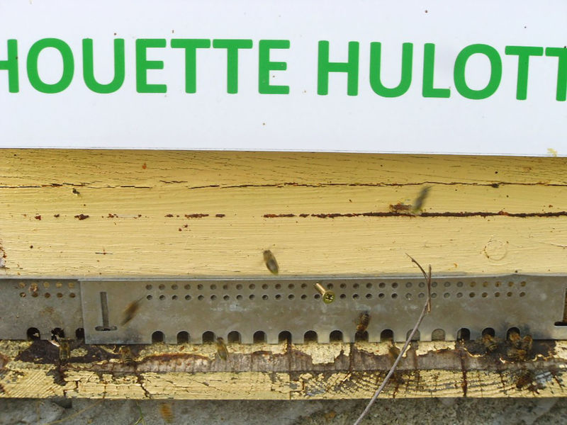 La ruche Chouette hulotte