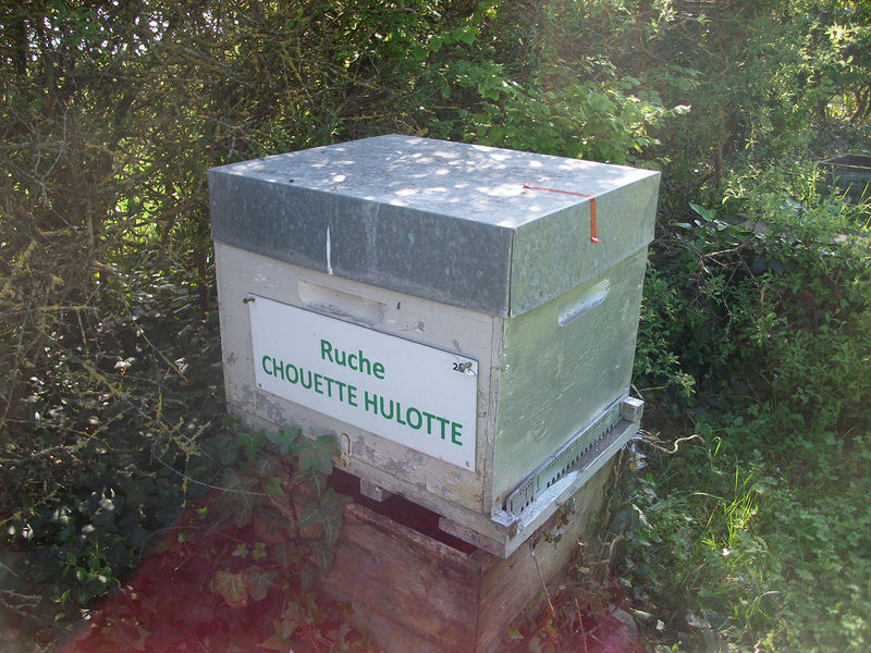 La ruche Chouette hulotte